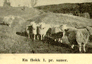 En flokk 1. premie sauer