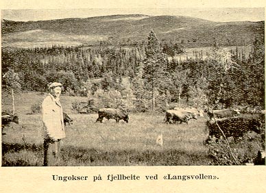 Ungokser på beite ved Langsvollen.