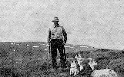 Med buhund på saueleiting.