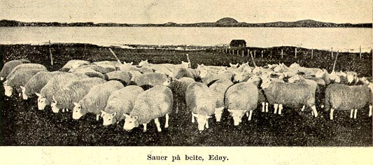 Sauer på beite, Edøy.