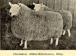 Cheviotver, Elliot-Kitzchner, Edøy.