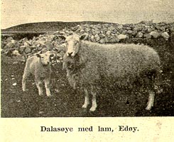 Dalasøye med lam. Edøy.