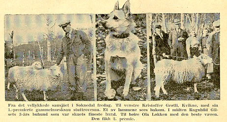 Fra sauesjået i Sokndal.