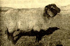 Gr&aring; Tr&oslash;ndersau