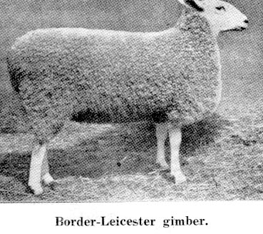 Border Leicestervær