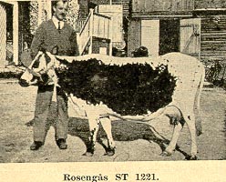 Rosengås